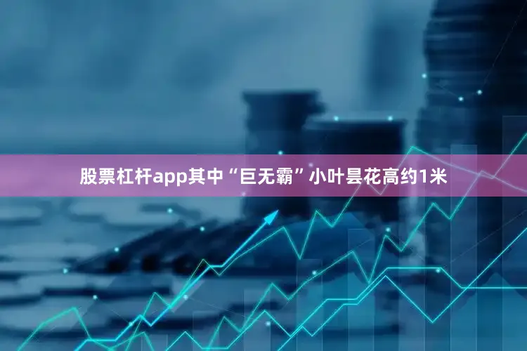 股票杠杆app其中“巨无霸”小叶昙花高约1米